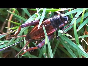 Field Cricket Crawling / Running / Jumping in Grass