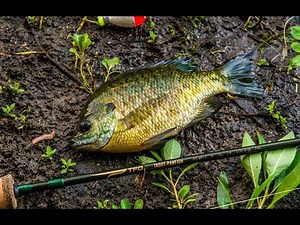 Temple Fork Trout-Panfish Rods with Bill Sherck | TFO