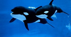 En Afrique du Sud, ces orques tuent des requins !