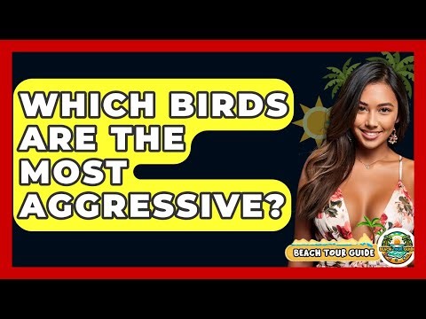 Which Birds Are The Most Aggressive? - Beach Tour Guide
