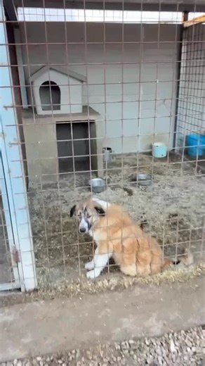 ilrifugiodivittoriorusso | 💔 GIN, UN CUCCIOLO INVISIBILE 💔 La sua vita è ferma in un box, giorno dopo giorno, mentre il tempo passa e l’invisibilità lo avvolge. Gin... | Instagram