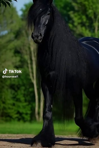 Explore Black Horses: Insights and Fascinating Facts
