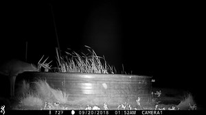 15K views · 74 reactions | Do your deer have a favorite watering hole? Utilizing game cameras to monitor your herd in non-traditional locations like water sources can help you capture the results of your management program on camera. Add a Quick Draw deer block to the setting and you're ready to attract more deer for close ups! #bigbucks #quickdraw #bringemclose | Purina Wildlife | Facebook