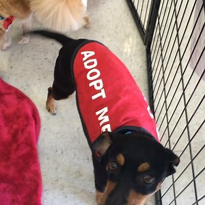 48 reactions · 4 comments | ❤️nothing warms a dog rescuer's heart more than a former scared abused dog blossoming into a happy go lucky well-adjusted friend. Ian McKaye's first social went off without a hitch. So proud of this puptart. Learning to trust is a HUGE challenge for a life that has been put through the ringer. Love them, don't hurt them. #gonetothedogsrescue #rescue #dogs #whatitsallabout #keepthefaith | Gone to the Dogs Rescue Inc. | Facebook