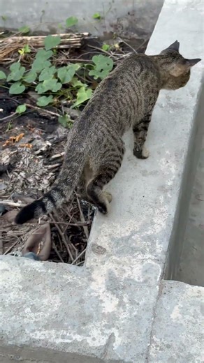 SENSED SOMETHING~ | Maybe TOM it’s a mouse #bravetom #funnycats #cats #cartooneramind