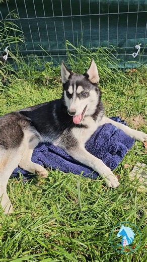 7 Huskys cherchent une famille 🏡💙 Depuis un an, ces jeunes Huskys grandissent en famille d’accueil grâce à Pet’s Rescue France. Ils sont joueurs, affectueux et sociables. Pourtant, ils attendent encore leur famille définitive. Le Husky n’est pas un chien comme les autres : il est sportif, intelligent et a besoin de mouvement, de présence et d’un cadre clair. Chaque chien est à adopter séparément, pour lui permettre de s’épanouir pleinement. Adopter un Husky, c’est s’engager à : 🐾 Offrir de lo