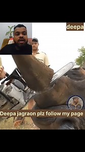 10K reactions · 169 shares | #wildanimals #wildlifephotography #wildlife #wildlifephotographer #wildlifeplanet #winter #saveanimals #k #view #new #JaganLosingIn2024 #fypシ゚viralシ #fypシ゚ #bhfyp #sparrowsofinstagram #kitty #baby #likeforlikes #eagle | Pardeep Kumar | Facebook