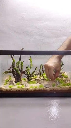 Cultivo de Musgo de Java en Acuarios: Guía Completa