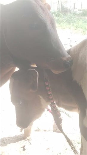 cattle lover ❤️ #eggplant #farming #agrifuture #vegetablefarming #agriculture #agriparadise