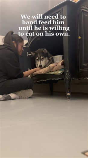 After being surrendered, Sosa is heartbroken, depressed, and refuses to eat. Let’s work together to find him a loving home. It's heart-wrenching to see him like this. Please, help us by sharing his video. 🙏🏻🙏🏻 | Dog Tales Rescue and Sanctuary