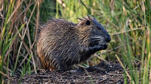 Would you eat nutria to save Texas?