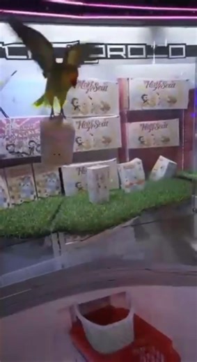 How my bird helps to grab the toy boxes from the machine