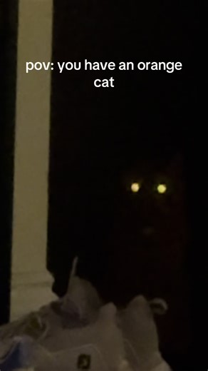 #orangeboy #orangecat