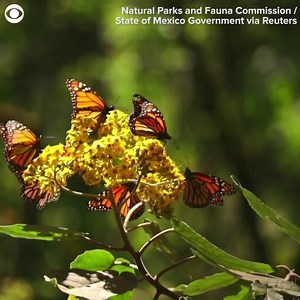 15 reactions | MONARCH MIGRATION: 曆 Swarms of monarch butterflies filled the skies of a forest in Mexico. The butterflies travel up to 2,000 miles from the U.S. and Canada to escape the cold temperatures.https://www.kens5.com/article/news/local/texas-hill-country-best-places-to-visit-world-2024/269-214fee17-242e-471c-88ed-b7ff59da968e?tag1=kensshare | KENS 5 & Kens5.com | Facebook