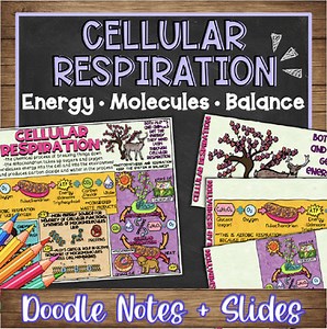Cellular Respiration Doodle Notes & Quiz   PowerPoint | NGSS Life Science Visual