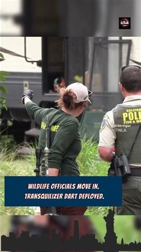 400lb Bear Hides Under Backyard RV — Tranquilized and Removed in California #Shorts #Viral #Trending