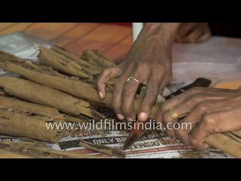 Cinnamon collection and preparation in Sri Lanka
