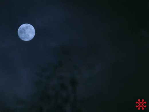 🦉 Meet the owls of Santa’s village! #PortableNorthPole #SantaVideo #ChristmasGift #SantaMessage #Christmas | Portable North Pole