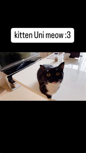 Uni on Instagram: "kitten Uni meow! :3 子猫うにの鳴き声 #ミヌエット #funnycat #tuxedocat #catstagram"