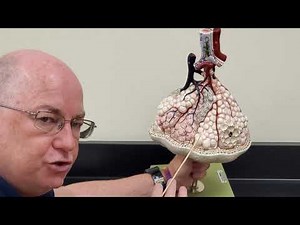 Professor Long 2402 Lab Lung Lobule