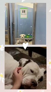 What a difference a week makes! 🐾 Just last week, Francesca was jumping up, eager to break free from kennel life. Now, after some time to decompress in her foster home, she’s finally getting the chance to relax and be herself. 🌸 But remember, her foster is temporary, and she’s still looking for a permanent family to call her own. Ready to give Francesca the life she’s been dreaming of? Contact @maricopapets or shoot us a DM to set up a meet and greet to adopt this sweet girl! #AdoptDontShop #A