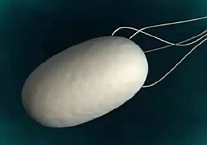 234K views · 1.6K reactions | Awesome animation featuring the assembly process of a bacterial flagellum. | Cell and Microbial Science | Facebook