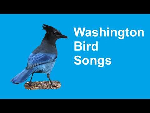 32 Common Backyard Bird Songs | Washington [Beginners Guide]