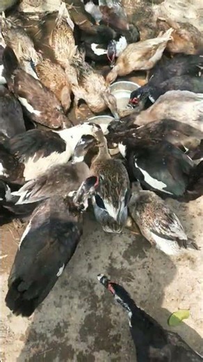 Indian runner duck farming in village #ducklingspro #duck #duckfarmer #animals #ducklife #ducklings
