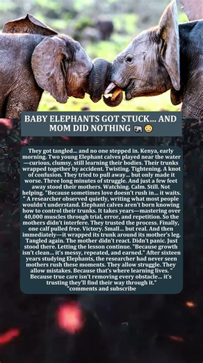 BABY ELEPHANTS GOT STUCK… AND MOM DID NOTHING 🐘😳