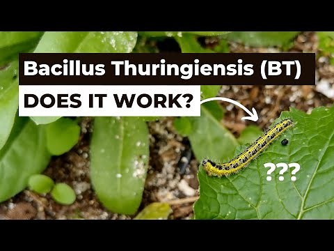 Does Bacillus Thuringiensis (BT) really work?
