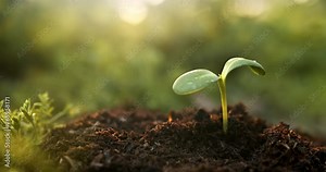 Small sapling plant sprouting in dirt, growing and thriving in rays of sunlight.