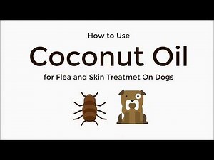 Coconut Oil for flea and skin Treatment on Dogs