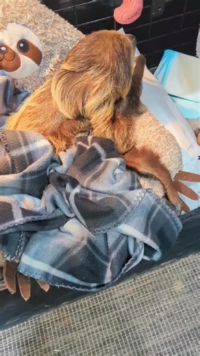 2024 has been a pretty great year, and we're very grateful and blessed for the supportive community we're surrounded by. Thank you for an amazing year; here's to 2025 #WestmeisterFarm #Ohio #otter #ShelbyOhio #sloth #capybara #ExoticAnimalEncouncters #CapCut #smallbusiness #staff #armadillo | Westmeister Farm Animal Encounters