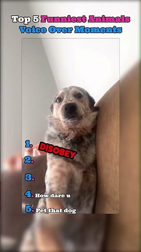 Top 5 funny animals voice over clips 😂😂😂