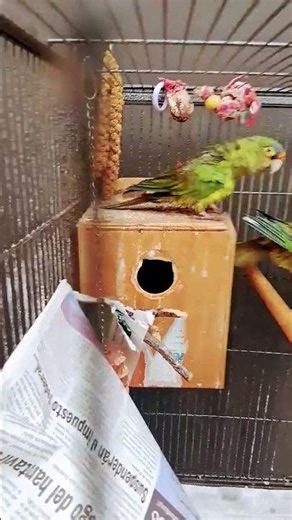 #conures