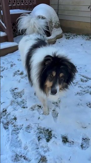 Meet Raiden (In Foster) a Collie, Rough currently available for adoption! 12/17/2025 4:51:13 PM