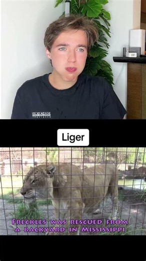 Giant Hybrid Animals That Actually Live Today #shorts #facts #funny #speedmcqueen ‪@SpeedMcQueen‬