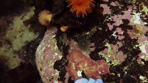 What is pink coralline algae? Nat Geo Explorer, oceanographer, and climate scientist Branwen Williams is studying this hard feature deep beneath the sea ice in the Arctic to observe dynamic oceanic and climate changes. Share this video with your learners: http://on.natgeo.org/6188uTmWI And use these activities in the classroom: 🎨 K-5: Draw a picture or photo strip of something you learned. 📰 Grades 5-8: Write a short “news article” about what you learned. 📹 High School: Produce a short video 