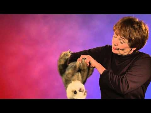 Folkmanis® Baby Sloth Puppet Demo