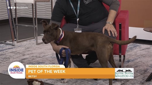 Betsy the Labrador mix seeks active family after month at Broward County animal shelter