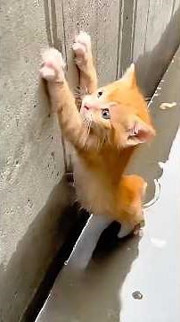 Old Golden Retriever Jumps into Icy Ditch to Save a Kitten... 😭💔 #HeroDog #Touching