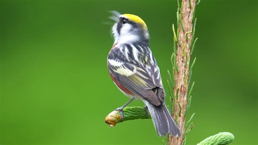 Good morning #Birds & #Nature! Chestnut-sided warbler singing (Setophaga pensylvanica) North America, Canada. | BIRDS & Nature