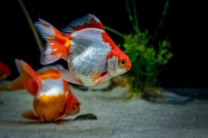 The 10 Best Tank Mates to Pair with Goldfish
