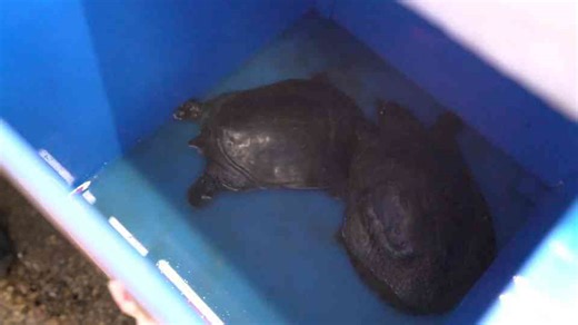 Budget vs Flavor: Gourmet Meal Showdown!