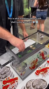 8.6K views · 41 reactions | These tiny soft shell turtles from @birdsandexoticsoftheworld are ADORABLE!  ☝ Click the link in our bio or visit aquashella.com to get more info about our next Aquashella event! ⁠  Turn on our post notifications to stay updated with the latest @aquashella news! ⁠ #aquashella #aquarium #aquariums #aquariumlife #plantedtank #fish #aquariumfish #aquaticlife | Aquashella Aquarium Festival | Facebook