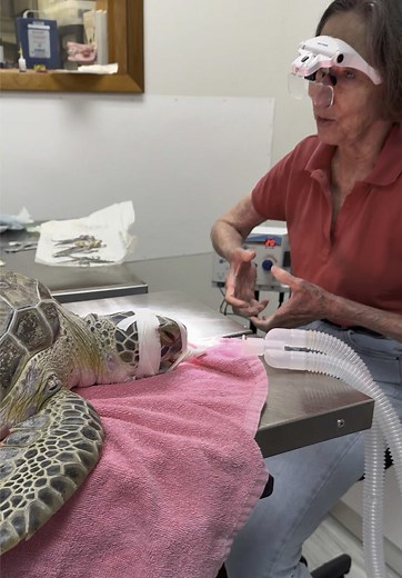 Eye Tumor Removal Surgery for Turtles at The Turtle Hospital