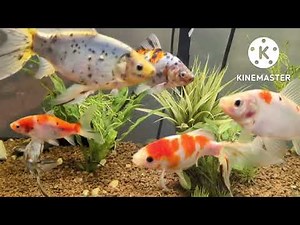 Beautiful Adult & Baby Shubunkin Goldfish Brought Inside for the Winter After My Best Spawn Ever.