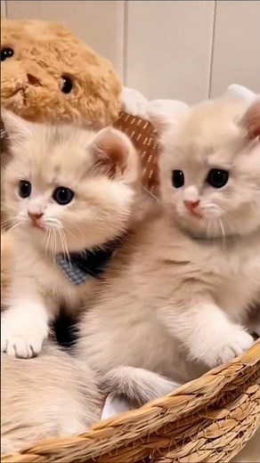 Cat Fights Its Evil Twin! 😂 The Funniest Mirror Reflection Attack