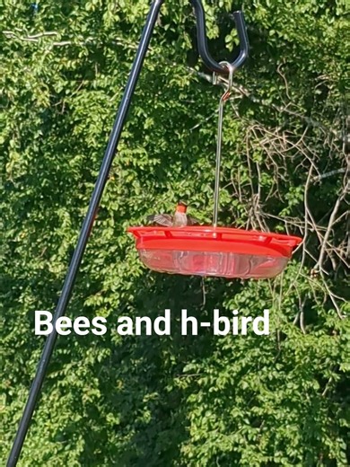 #hummingbird and the bees #slowmotion #nature