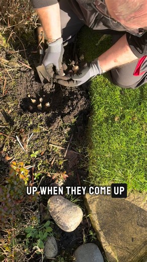 How to plant bulbs in your garden #plants #gardening #garden #gardens #plantsmakepeoplehappy #spring #springbulbs #bulbs | Dave The Plantman